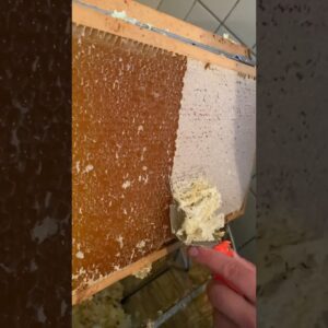 Harvesting Honey | Food Network